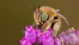 Macro & Insects