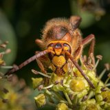 Macro & Insects