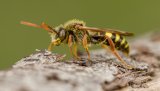 Macro & Insects