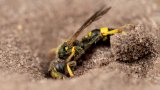 Macro & Insects