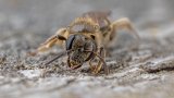 Macro & Insects