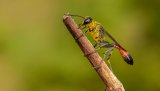 Macro & Insects