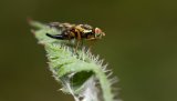 Macro & Insects