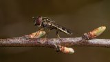 Macro & Insects