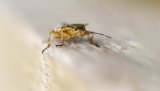 Macro & Insects