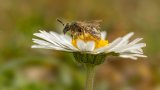 Macro & Insects