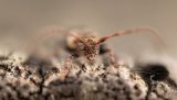 Macro & Insects