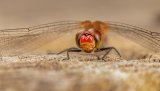 Macro & Insects