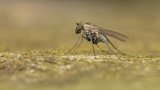 Macro & Insects