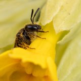 Macro & Insects