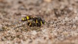 Macro & Insects
