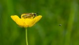 Macro & Insects