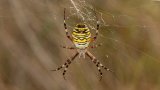 Macro & Insects