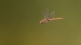 Macro & Insects
