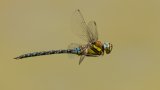 Macro & Insects