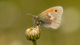 Macro & Insects