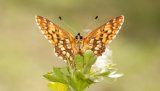 Macro & Insects