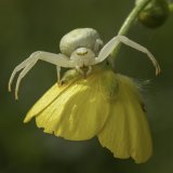 Macro & Insects