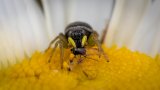 Macro & Insects