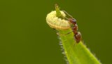 Macro & Insects