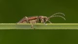 Macro & Insects