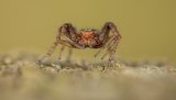 Macro & Insects