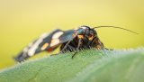 Macro & Insects