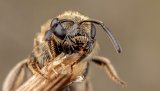 Macro & Insects