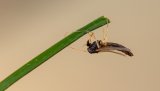 Macro & Insects