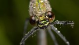 Macro & Insects