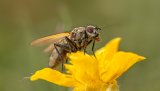Macro & Insects