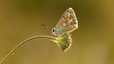 Macro & Insects