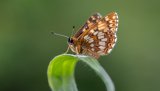 Macro & Insects