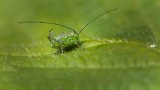 Macro & Insects