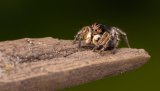 Macro & Insects