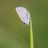 Macro & Insects