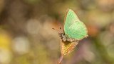 Macro & Insects