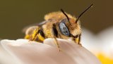 Macro & Insects