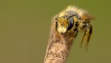 Macro & Insects