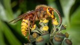 Macro & Insects
