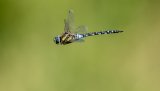 Macro & Insects