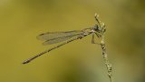 Macro & Insects