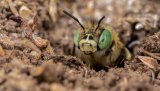 Macro & Insects