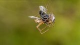 Macro & Insects