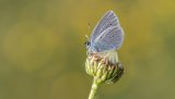 Macro & Insects