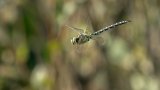Macro & Insects