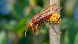 Macro & Insects