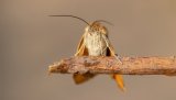 Macro & Insects