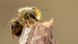 Macro & Insects