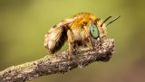 Macro & Insects